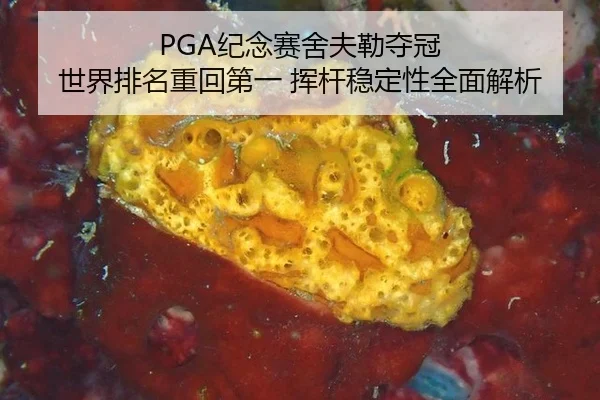 PGA纪念赛舍夫勒夺冠 世界排名重回第一 挥杆稳定性全面解析