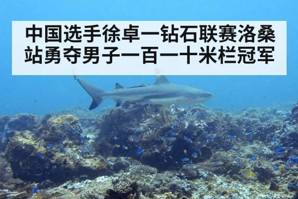 中国选手徐卓一钻石联赛洛桑站勇夺男子一百一十米栏冠军